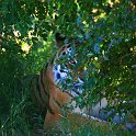 slides/IMG_6069.jpg wildlife, feline, big cat, cat, predator, fur, marking, amur, siberian, tiger WBCW12 - Amur Tiger